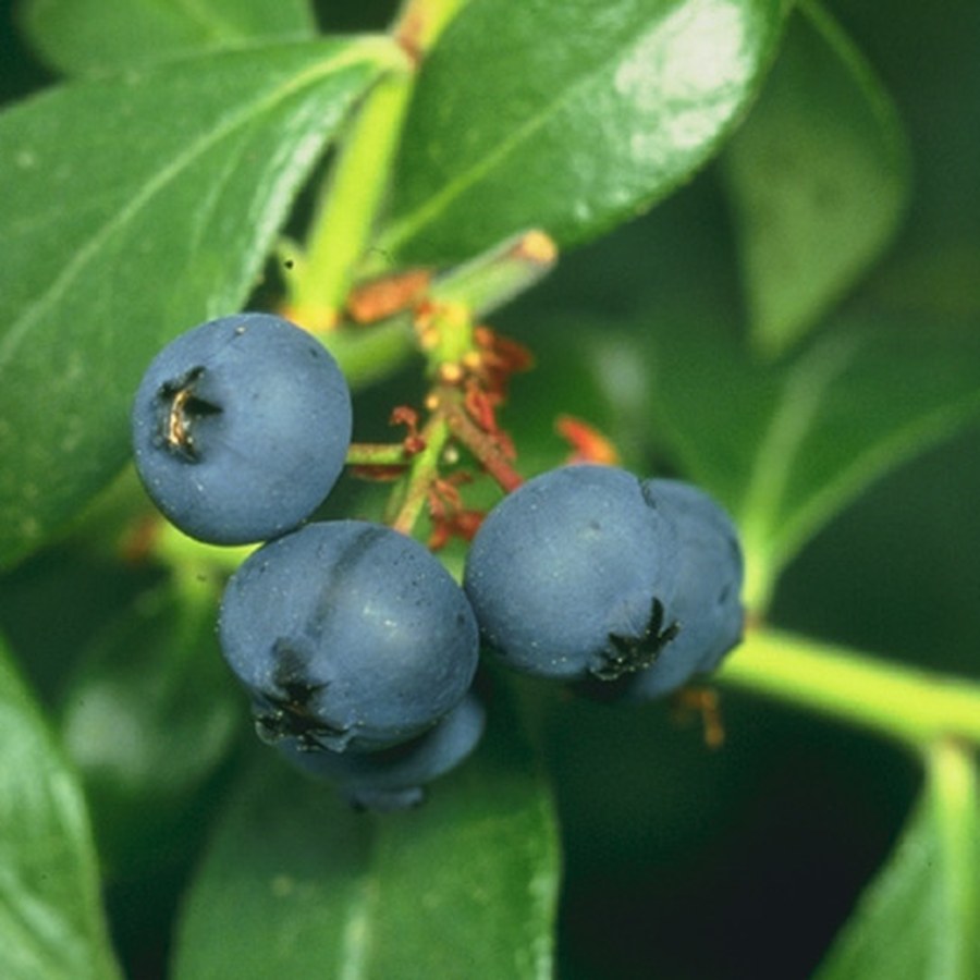 Blueberries Pint