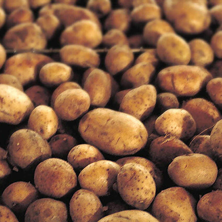 Yukon Gold Potatoes 3 lb