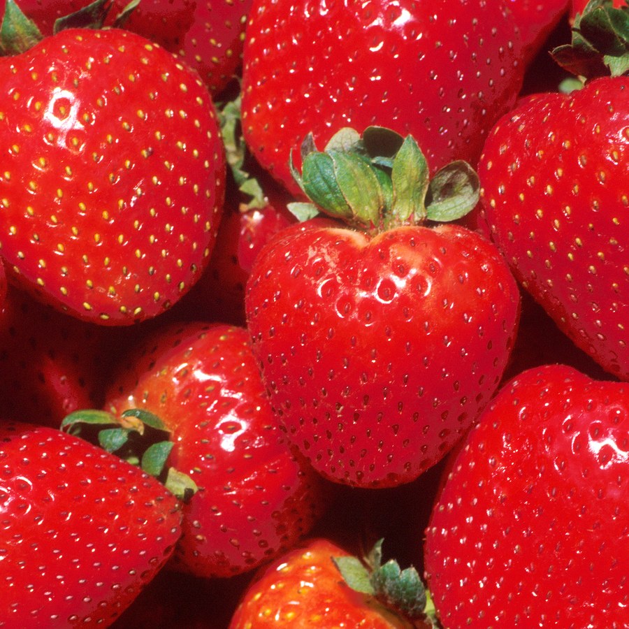 Berry Breakfast Bundle